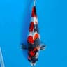 Qey Koi 