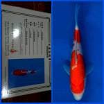 Kohaku Saito 25bu 🇯🇵