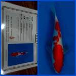 Kohaku Saito 🇯🇵
