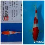 Kohaku JT 