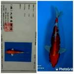 Kujaku tosai maruhiro