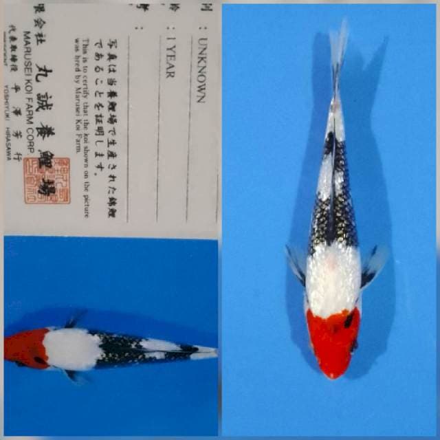 Ginrin Tancho showa marusei