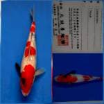 Ginrin showa marusei tosai