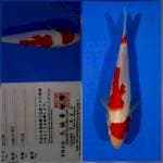 Kohaku marusei