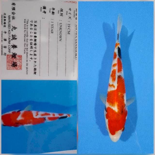 Showa marusei