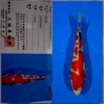 Showa marusei