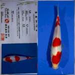 Kohaku sakai Ltd