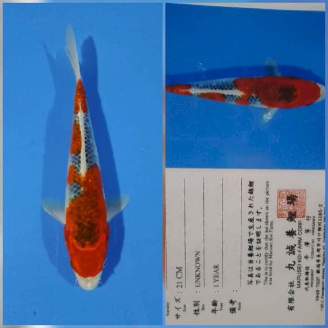 Ghosiki marusei