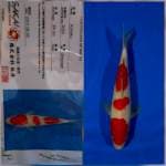 Kohaku sakai Ltd