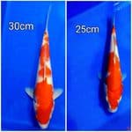 Kohaku 25cm~30cm