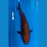 Cagoi 31 CM Male