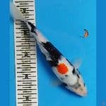 kINDAI SHOWA TATEGOI 26CM