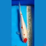 KOHAKU 38CM