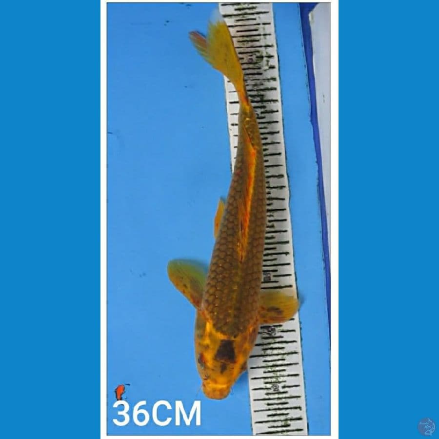 MUKASHI MALE 36CM