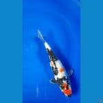 ORI MARUTEN SHOWA KANOKO GINRIN 34cm/fm⁶