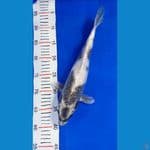 GIN SHIRO UTSURI 35cm/fm ⁶