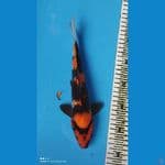 SHOWA MALE 28CM