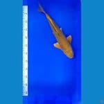MIDORI F1 39cm/male ⁶