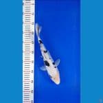 BEKKO DOITSU MURNI 31cm/fm ⁶