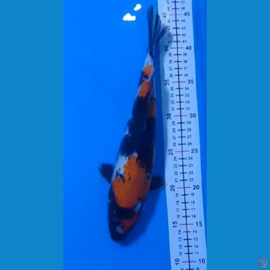 Showa 31 CM