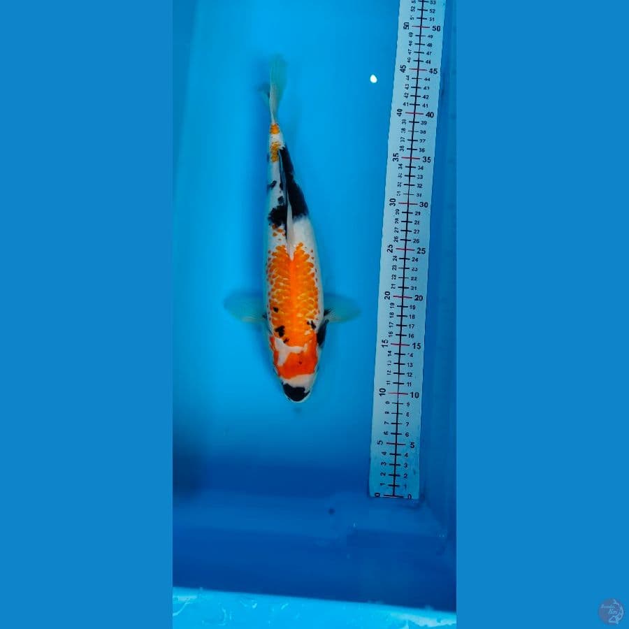 Showa 33 CM