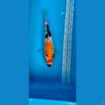 Showa  33 CM
