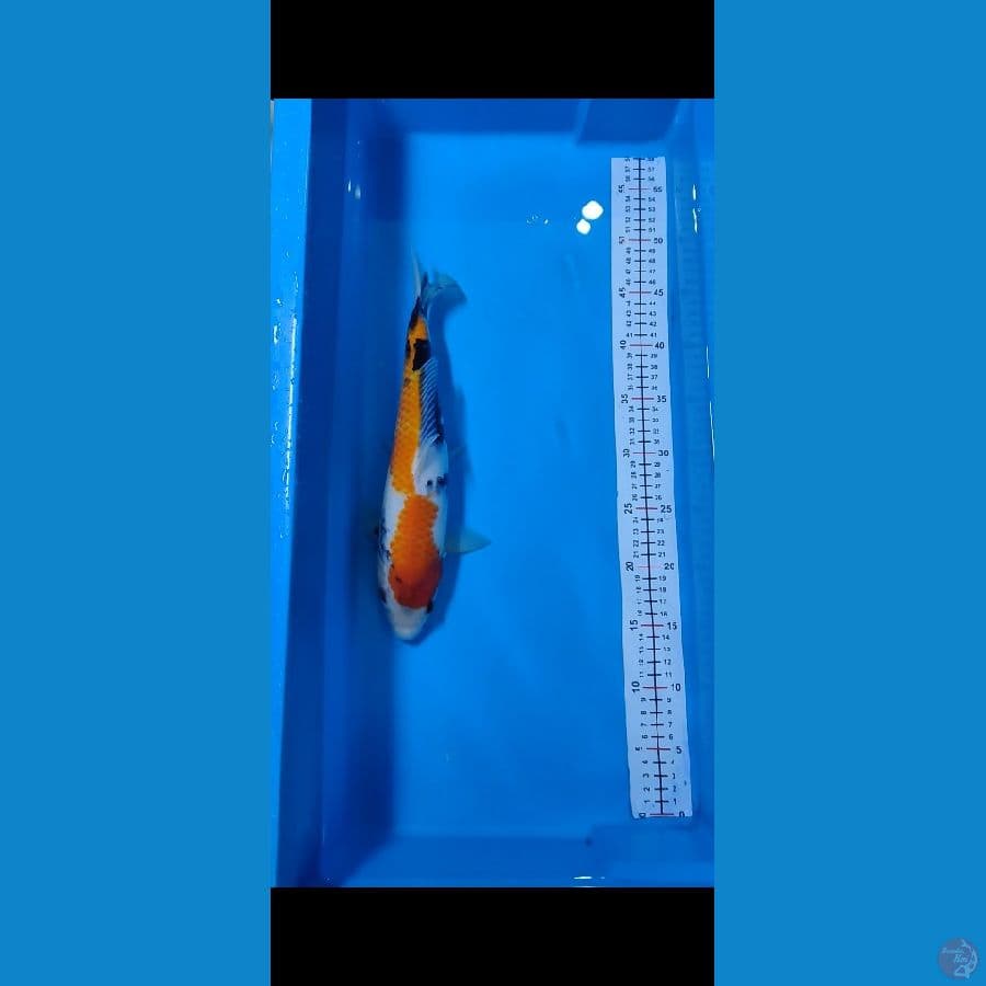Showa 33 CM