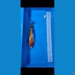 Showa 33 CM