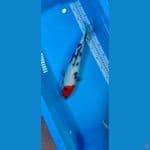 tancho showa 32 CM