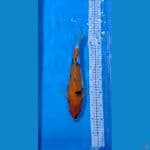 Showa 33 CM