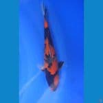 Hi Utsuri 30 CM Male