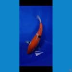 Showa 36 CM FM