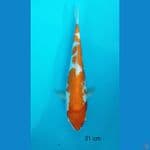 KOHAKU 31 cm