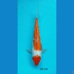 KOHAKU GINRIN 30 cm