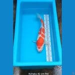 Kohaku 42 cm