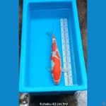 Kohaku 43 cm