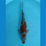 OCHIBA 32 cm