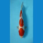 KOHAKU  Original 31 cm