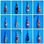 paket mix 12 ekor (21-27cm) 