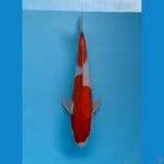 KOHAKU 32 cm