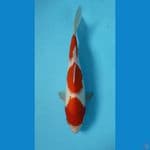 KOHAKU Original 31 cm