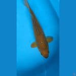 MIDORI 35 cm