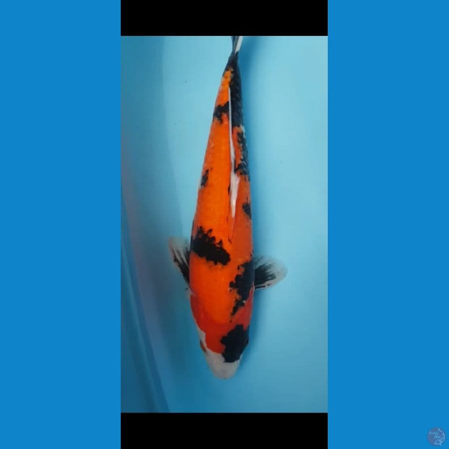 Showa 38 CM