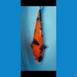 Showa 38 CM