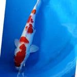 Kohaku 31cm