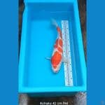 Kohaku 42 cm