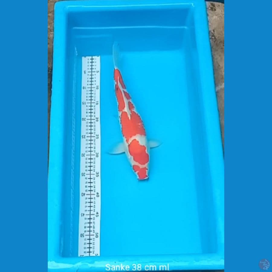Sanke 38 cm