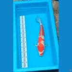 Kohaku 42 cm