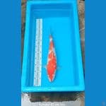 Kohaku 42 cm