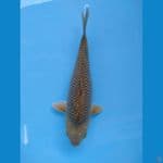 MIDORI 33 cm